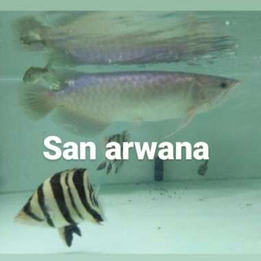 green pino arwana green pino arwana Multicolor