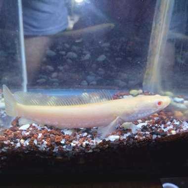 channa satriata albino mata merah Multicolor