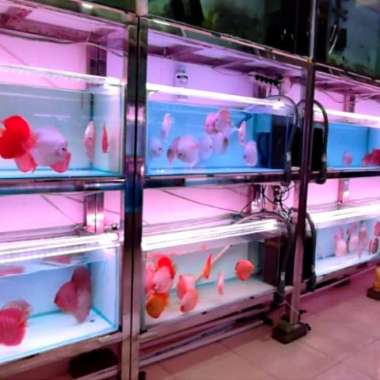 discus 4 inci grade 2 Multicolor