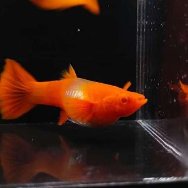 ikan guppy albino koi red ear Multicolor