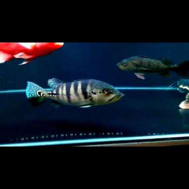 Ikan Peacock Bass Blue Azul 21-23cm Multicolor