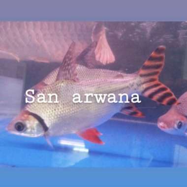 ikan rff red feifeng american rff Multicolor