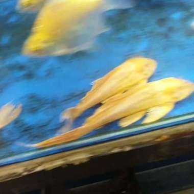 Gibiceps Albino / Pleco L083 Multicolor