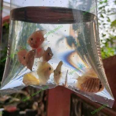 ikan discus / baby discus 3 cm mix warna isi 5 ekor Multicolor