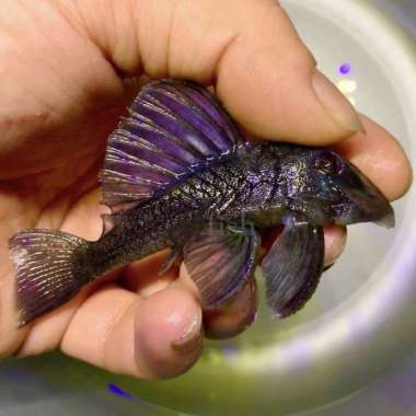 L239 blue panaque /pleco Multicolor