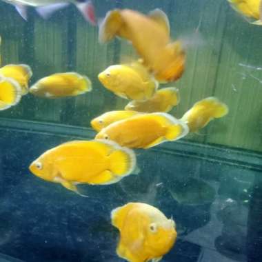 ikan oscar lemon Multicolor