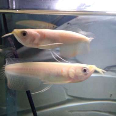 arwana silver albino mata merah 8/10cm Multicolor