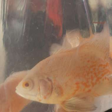 Oscar albino slayer longfin good marking Multicolor