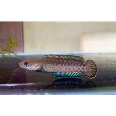 chana andrao gondrong Multicolor