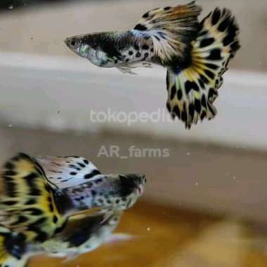 ikan hias guppy yellow ivory snake skin/ikan hias AIR TAWAR Multicolor