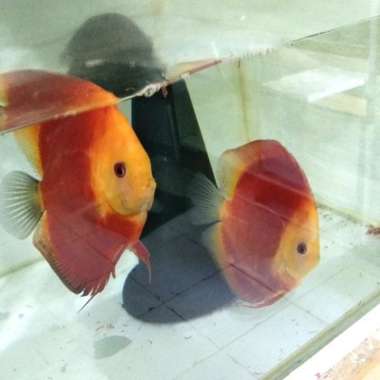 ikan discus pair red melon Multicolor