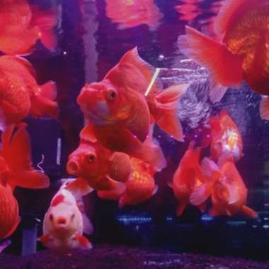 Ikan Hias Koki " Ryukin " Size L Multicolor