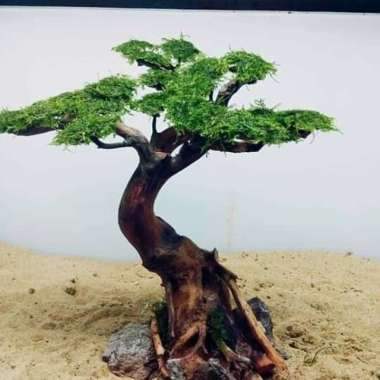 Bonsai Aquascape Untuk aquascape batu erangga kayu rasamala Multicolor