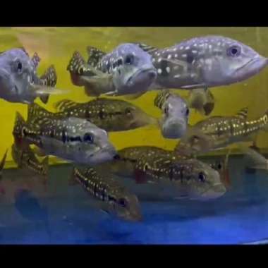 peacock bass temensis WC vene ( 26-28 ) cm Multicolor