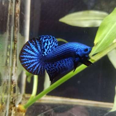 Cupang Alam Alien Hybrid Multicolor