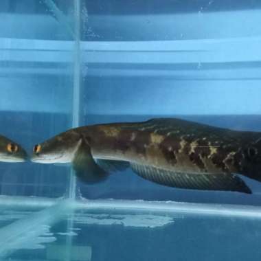 maru Riau 22-25 Multicolor