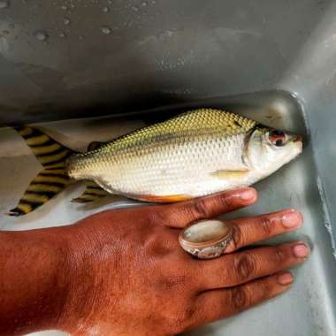 ikan yelow feifeng / yff jumbo 22-24 cm Multicolor