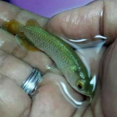 Hiasan Ikan Arowana Jardini beby Multicolor