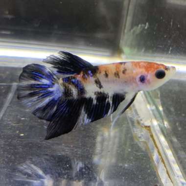 Cupang Male Giant Multicolor Nemo Galaxy A002 Multicolor