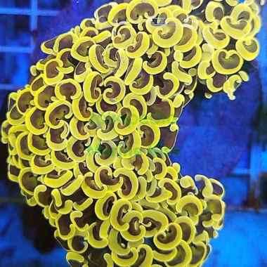 coral siwalan /karang kuku oren Multicolor