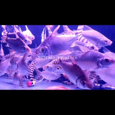 Ikan YFF / Yellow Flagtail Feifeng / Tankmate Yellow Feifeng 20Cm Multicolor