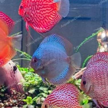 Discus Blue Scorpion Multicolor