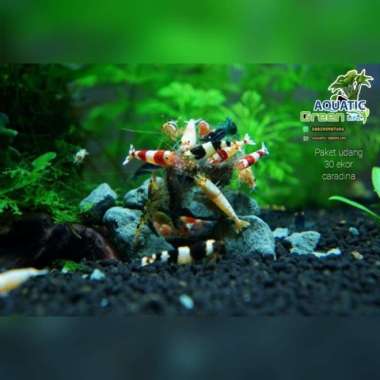 PAKET HEMAT 30 EKOR UDANG HIAS CARADINA / UDANG HIAS AQUASCAPE Multicolor