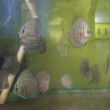 Discus Heckel Cross 2.5" Multicolor