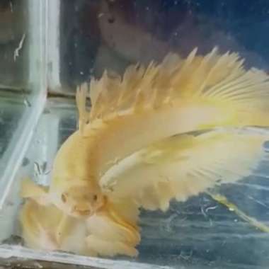 Palmas Albino Slayer size 13-15cm Multicolor