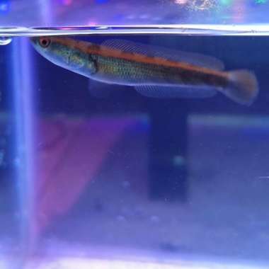 Channa Red Barito Multicolor