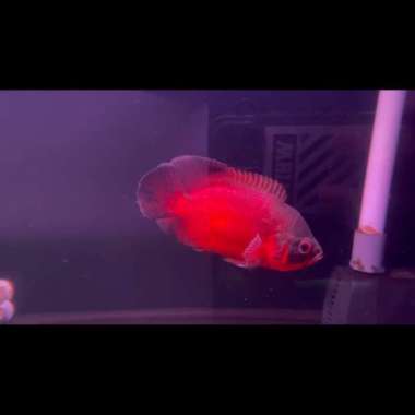 oscar red paris black import 15cm Multicolor