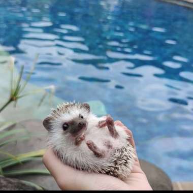 landak mini salt and pepper (top grade) Varian Based Information