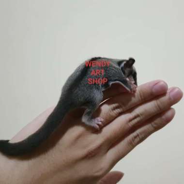 Sugar Glider Joey Classic Grey (CG) Indukan Platinum Mosaic Varian Based Information