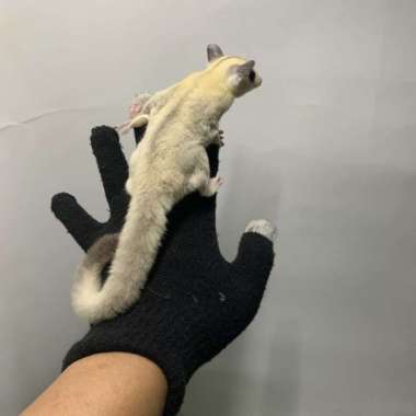 Sugar Glider SG Joy Wf Platinum Betina Murah Meriah Varian Based Information