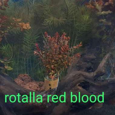 Tanaman Aquascape " Rotala Red Blood " Per Pot