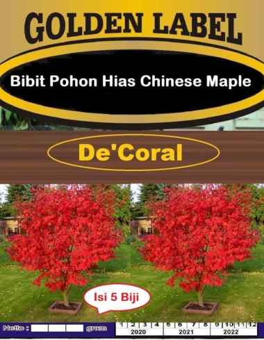 Bibit Pohon Hias Chinese Maple | Benih Pohon Hias Acer |Bibit Maple