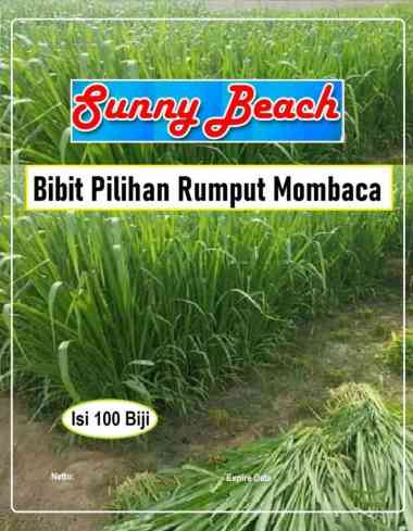 Bibit Pilihan Rumput Mombaca|Rumput Benggala|Biji Benih Rumput Mombaca