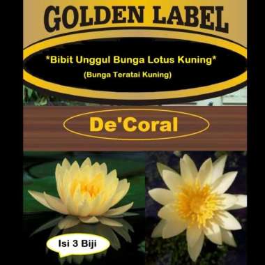 Bibit Unggul Bunga Lotus Kuning | Benih Bunga Teratai | Bunga Seroja