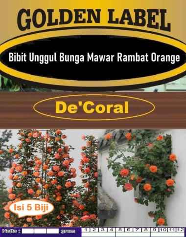 Bibit Unggul Bunga Mawar Rambat Orange |Biji Benih Mawar Rambat Orange