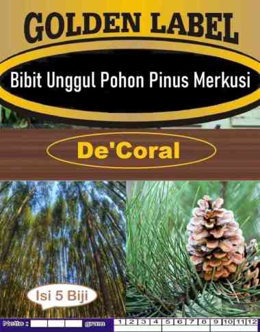 Bibit Unggul Pohon Pinus Merkusi | Biji Benih Pohon Pinus Merkusi