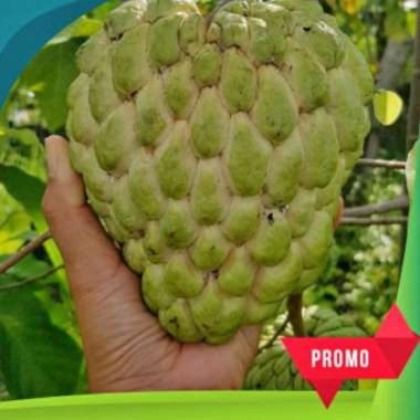 Bibit Srikaya Jumbo Super Unggul