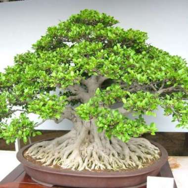 Tanaman Hias - Beringin Cina | Ficus Microcarpa | Bahan Bakalan Bonsai