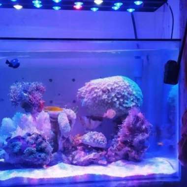 lampu aquarium hpl air laut 60cm 18watt full lensa  Multicolor
