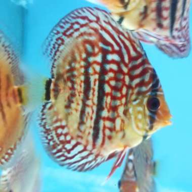 Discus Heckel Turquoise 3 inch Multicolor