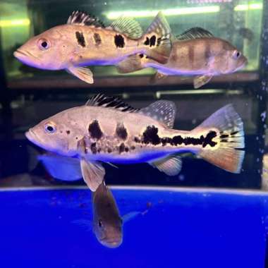 Broco Pbass Peacock Bass Brokopondo Pure Multicolor