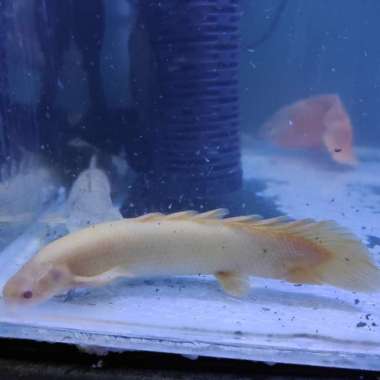 Palmas Albino Jumbo/Tankmate Predator size 20cm Multicolor