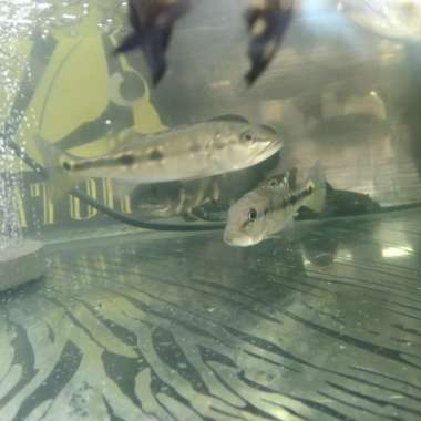 peacock bass pinima Multicolor