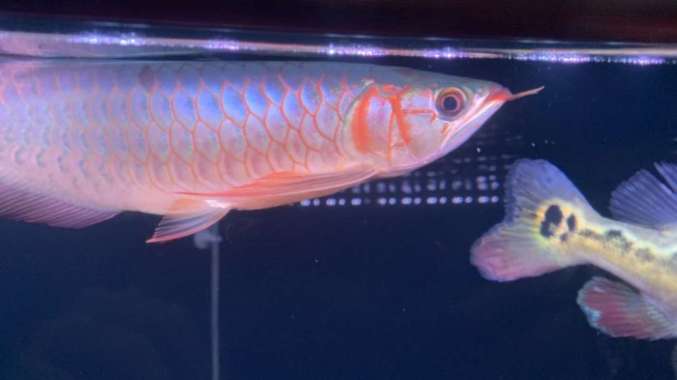 SUPER RED ARWANA 35 cm Multicolor