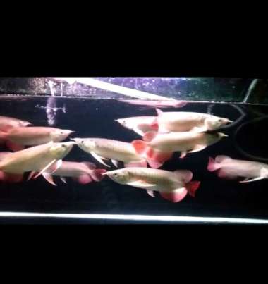 arwana super red 24/25 cm Multicolor