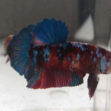 Cupang PK Red Koi Galaxy Kode 222 Multicolor